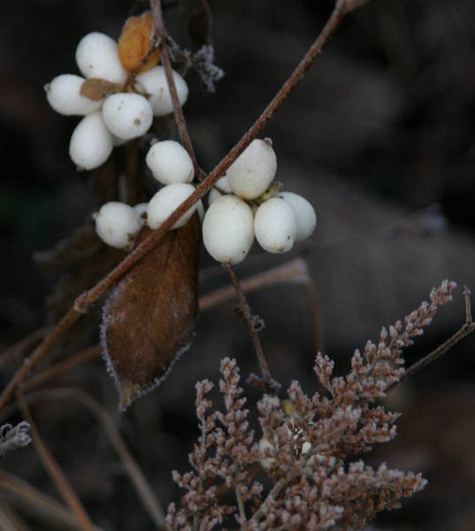 Nahaufnahme weiße Beeren am Ast