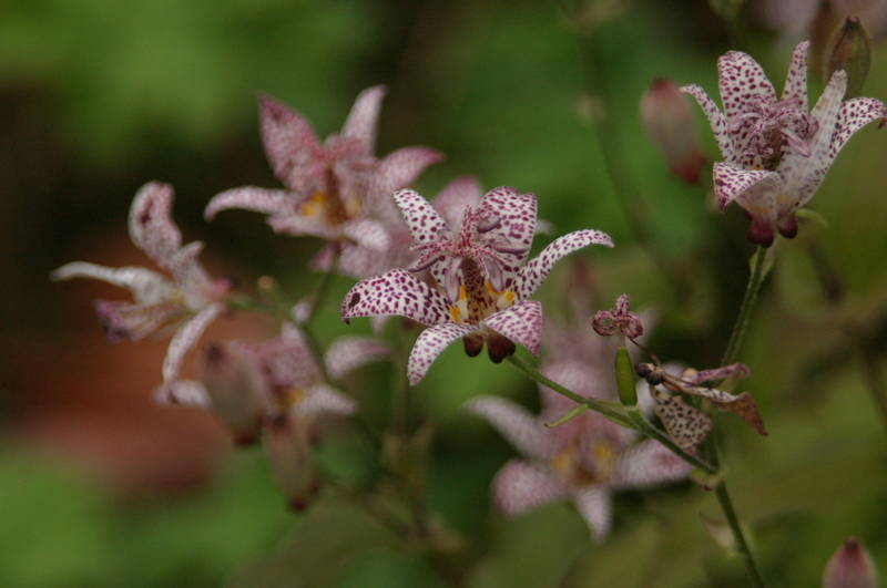 Lilafarbene Blumen mit Flecken im Garten.