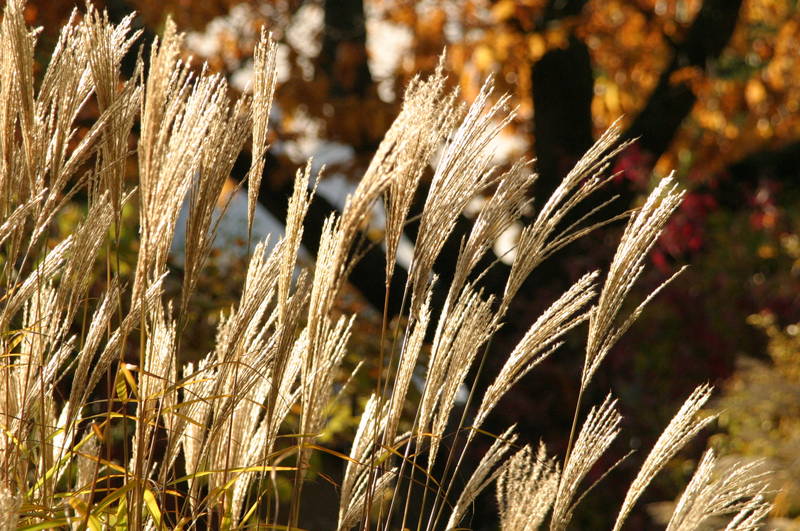 Herbstgras im Sonnenschein mit buntem Hintergrund