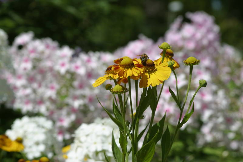 Biene auf gelber Blume im Garten