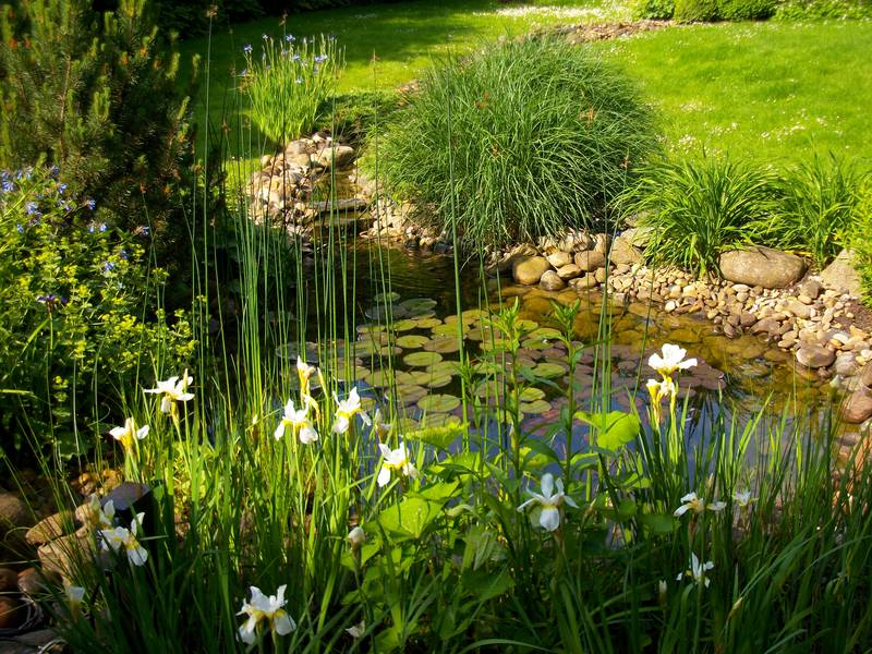Teich mit Blumen und Steinen im Garten